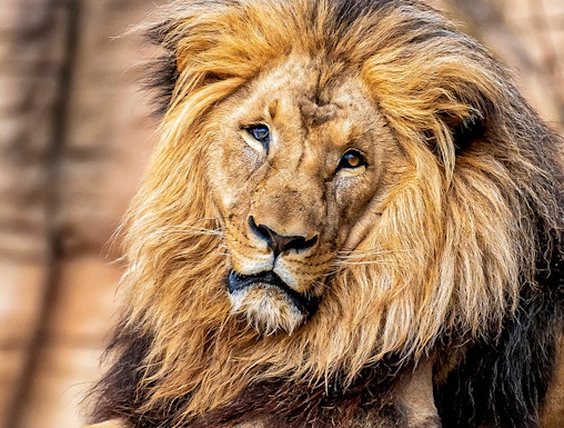 Lion resting on a rock at Barcelona Zoo, Spain.