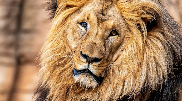 Lion resting on a rock at Barcelona Zoo, Spain.