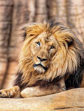 Lion resting on a rock at Barcelona Zoo, Spain.
