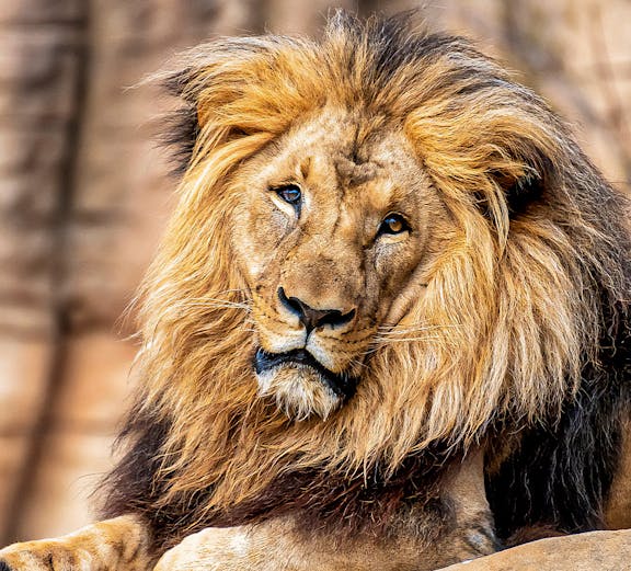 Lion resting on a rock at Barcelona Zoo, Spain.