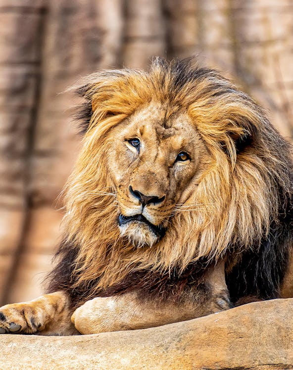 Lion resting on a rock at Barcelona Zoo, Spain.