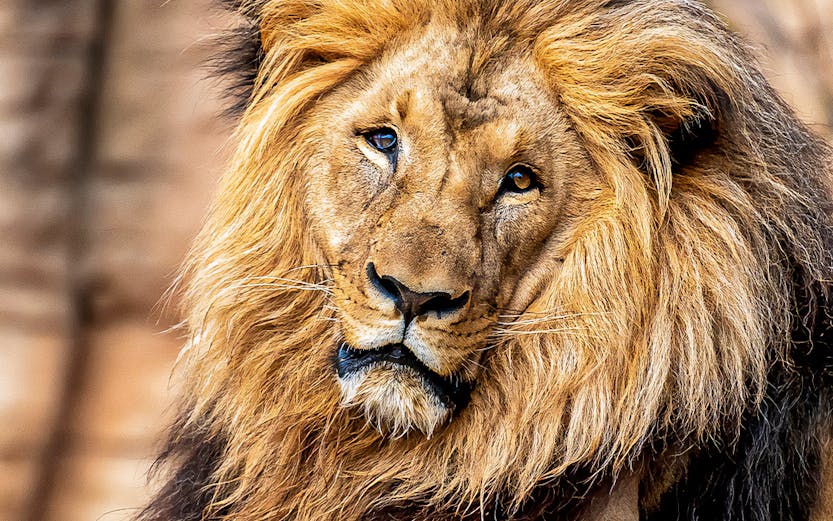 Lion resting on a rock at Barcelona Zoo, Spain.
