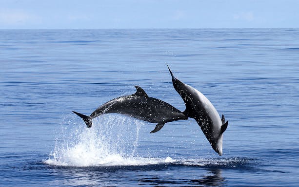 Dolphins leaping from the ocean during a whale and dolphin watching tour.