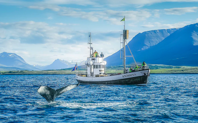 Guests on a boat watching a whale in Eyjafjörður, Iceland.