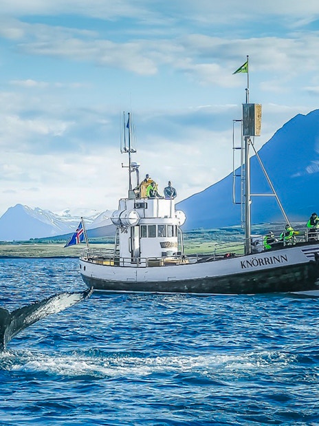 Guests on a boat watching a whale in Eyjafjörður, Iceland.