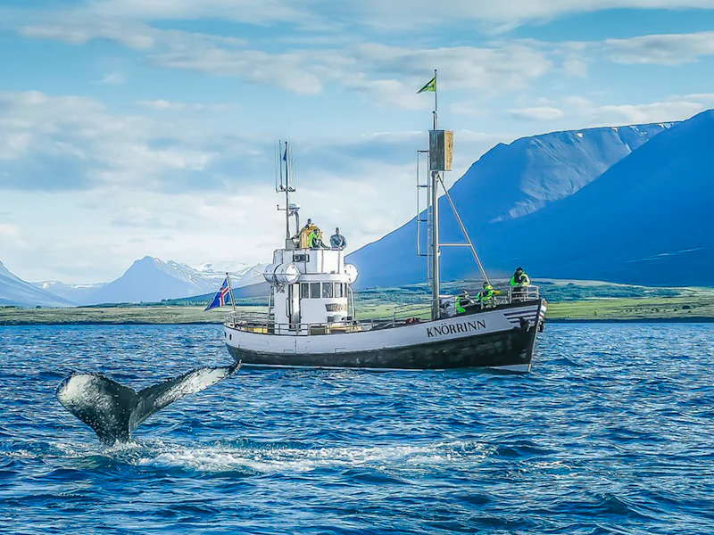 Arskogssandur Whale Watching Boat Tour - Reykjavík