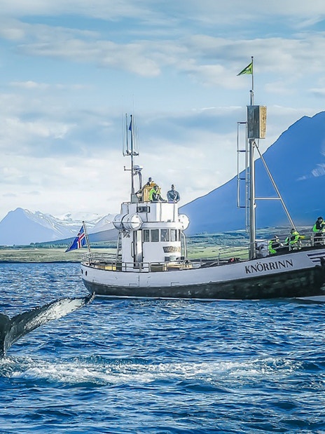Guests on a boat watching a whale in Eyjafjörður, Iceland.