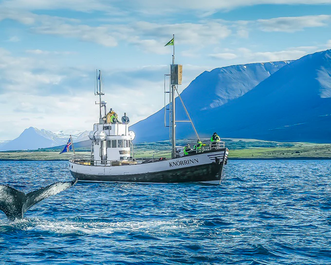 Árskógssandur: Whale Watching Boat Tour