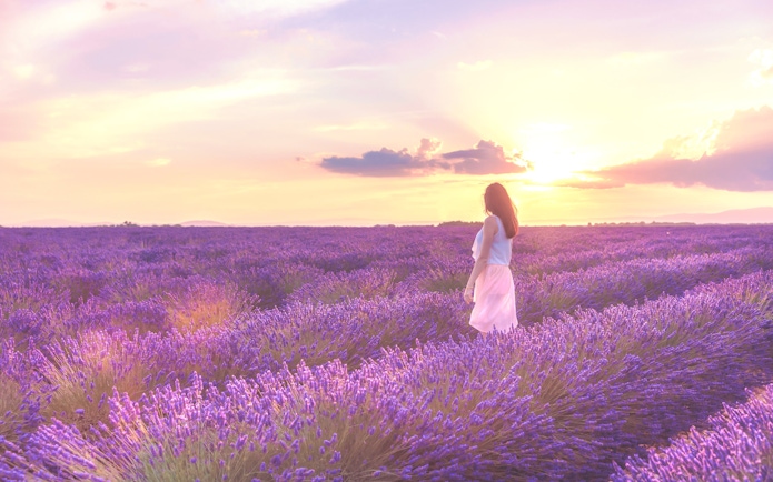 Woman walking through lavender fields at sunset in Valensole, Provence.
