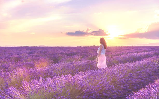 Woman walking through lavender fields at sunset in Valensole, Provence.