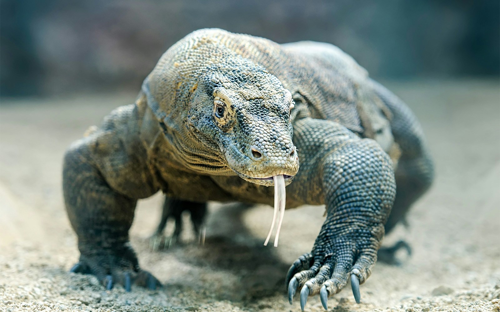 Komodo dragon at San Diego Zoo with tongue extended.