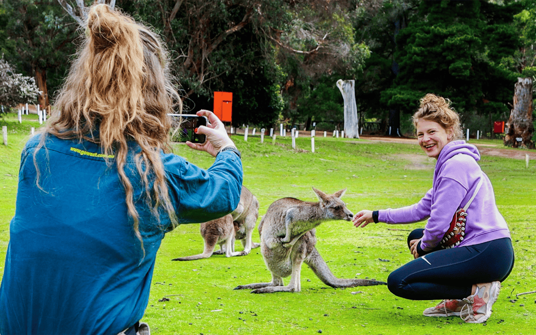 Person feeding kangaroo in Halls Gap park, another taking photo.