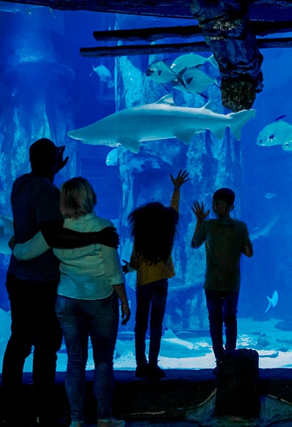 Visitors observing sharks at SEA LIFE London Aquarium.