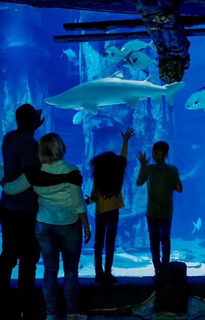 Visitors observing sharks at SEA LIFE London Aquarium.