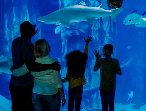 Visitors observing sharks at SEA LIFE London Aquarium.