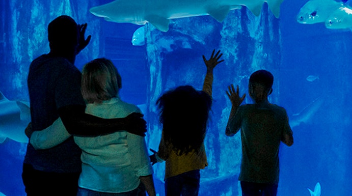 Visitors observing sharks at SEA LIFE London Aquarium.