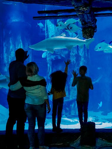 SEA LIFE Londen Aquarium