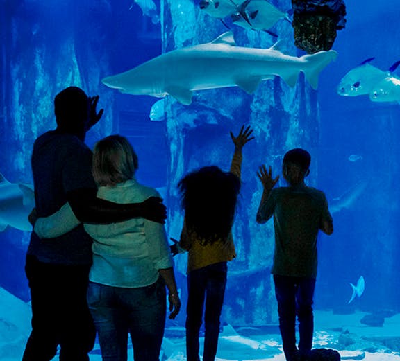 Visitors observing sharks at SEA LIFE London Aquarium.