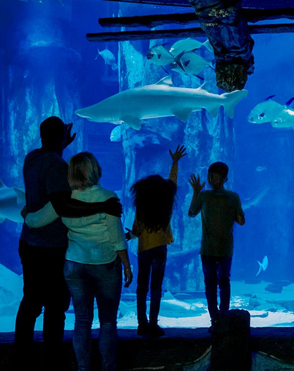 Visitors observing sharks at SEA LIFE London Aquarium.