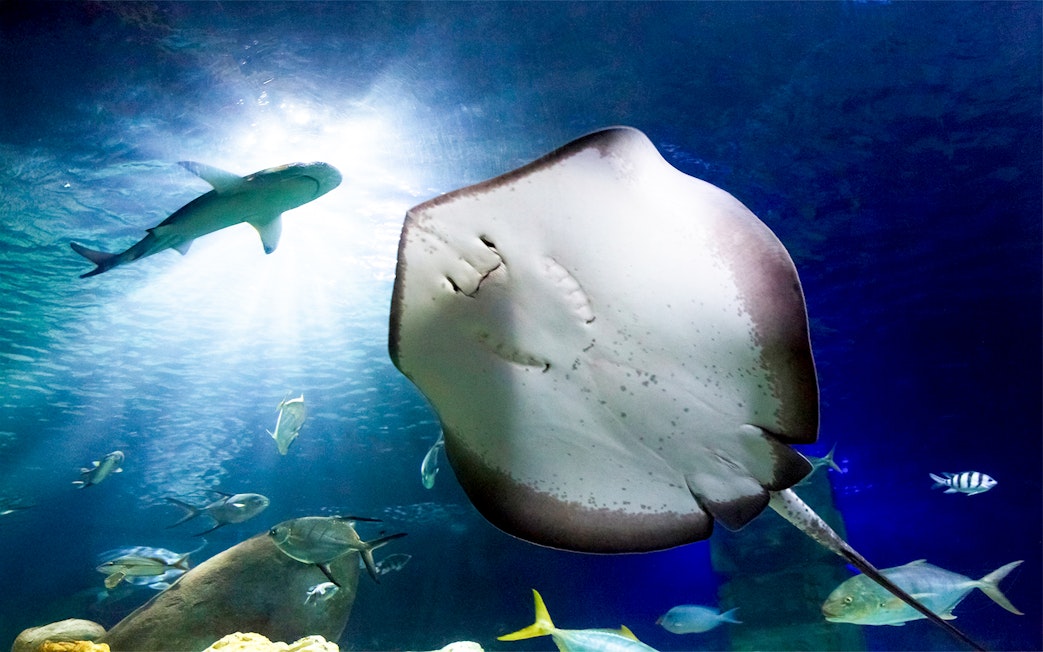 Sea ray and black tipped shark swimming in Sea Life Hannover aquarium.