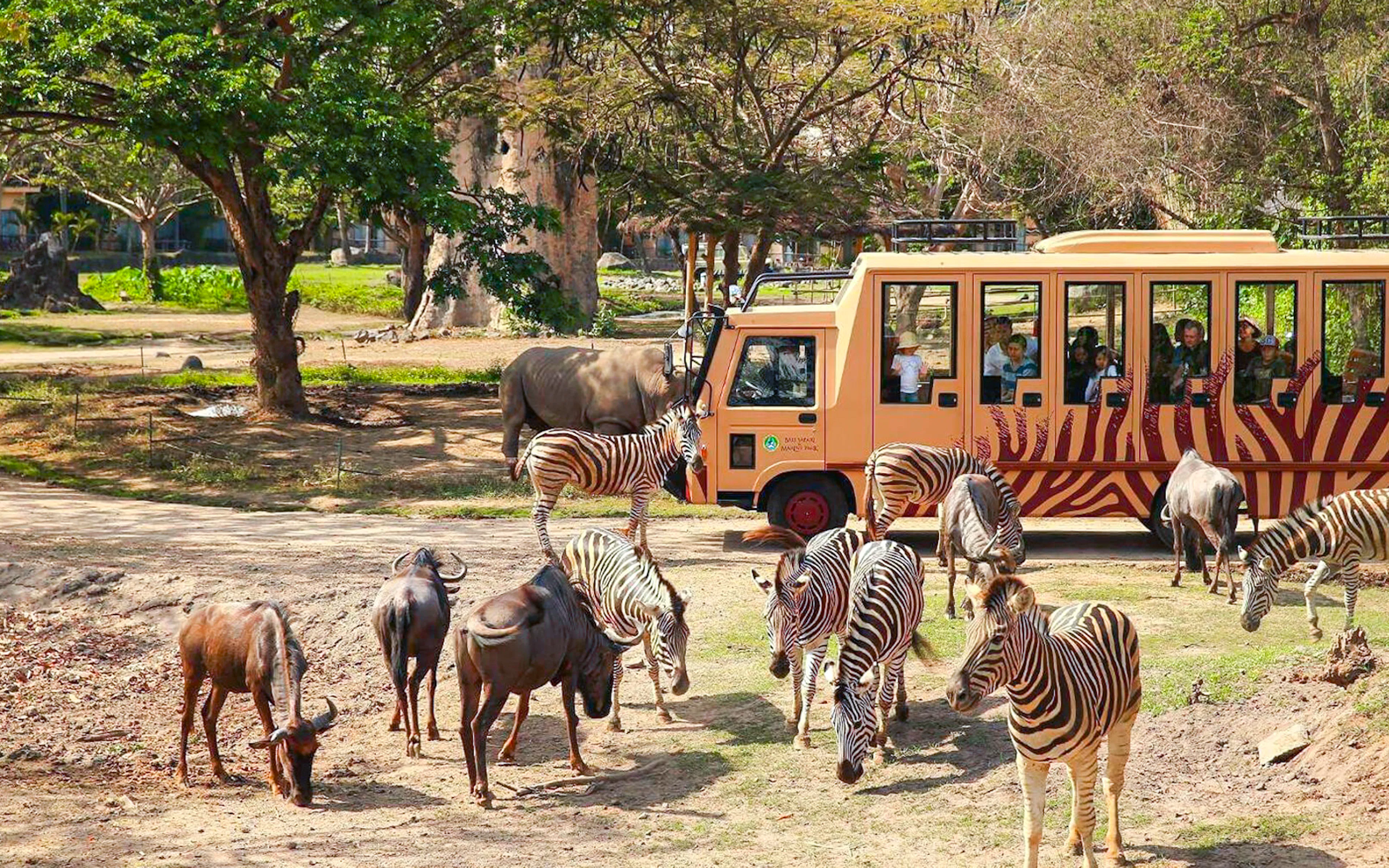 Safari tram with tourists viewing zebras and wildebeests at Bali Safari and Marine Park.