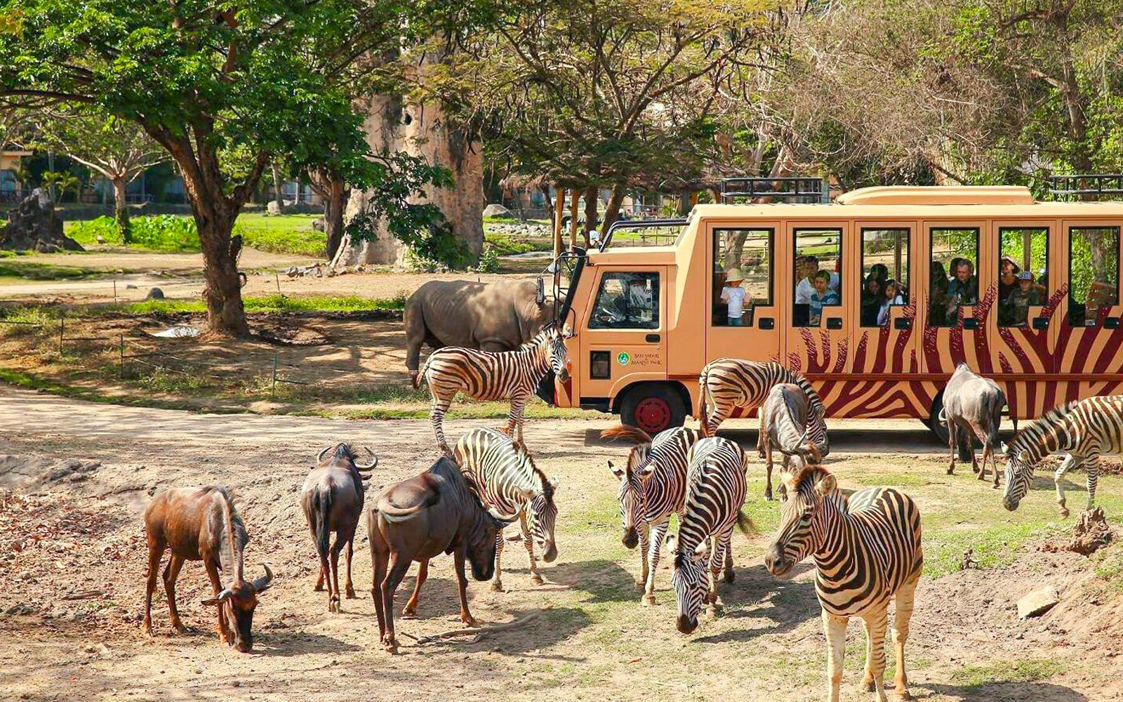 Safari tram with tourists viewing zebras and wildebeests at Bali Safari and Marine Park.