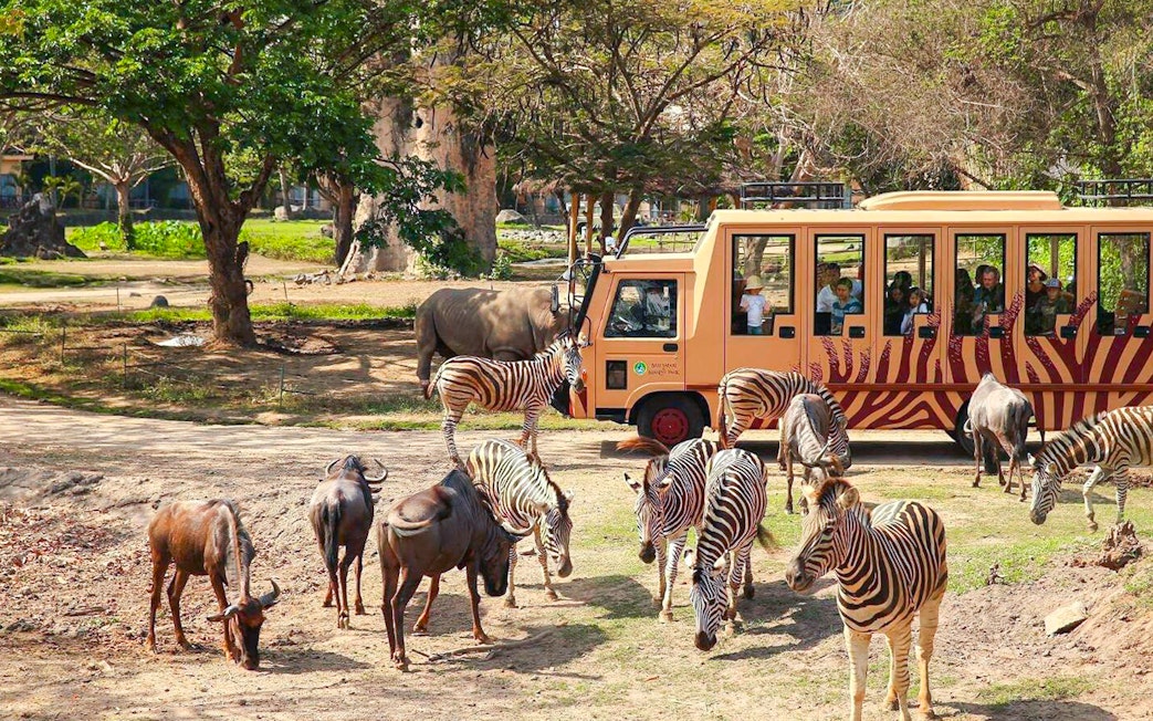 Safari tram with tourists viewing zebras and wildebeests at Bali Safari and Marine Park.