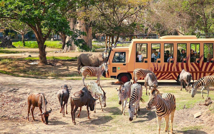 Safari tram with tourists viewing zebras and wildebeests at Bali Safari and Marine Park.