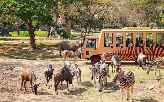 Safari tram with tourists viewing zebras and wildebeests at Bali Safari and Marine Park.