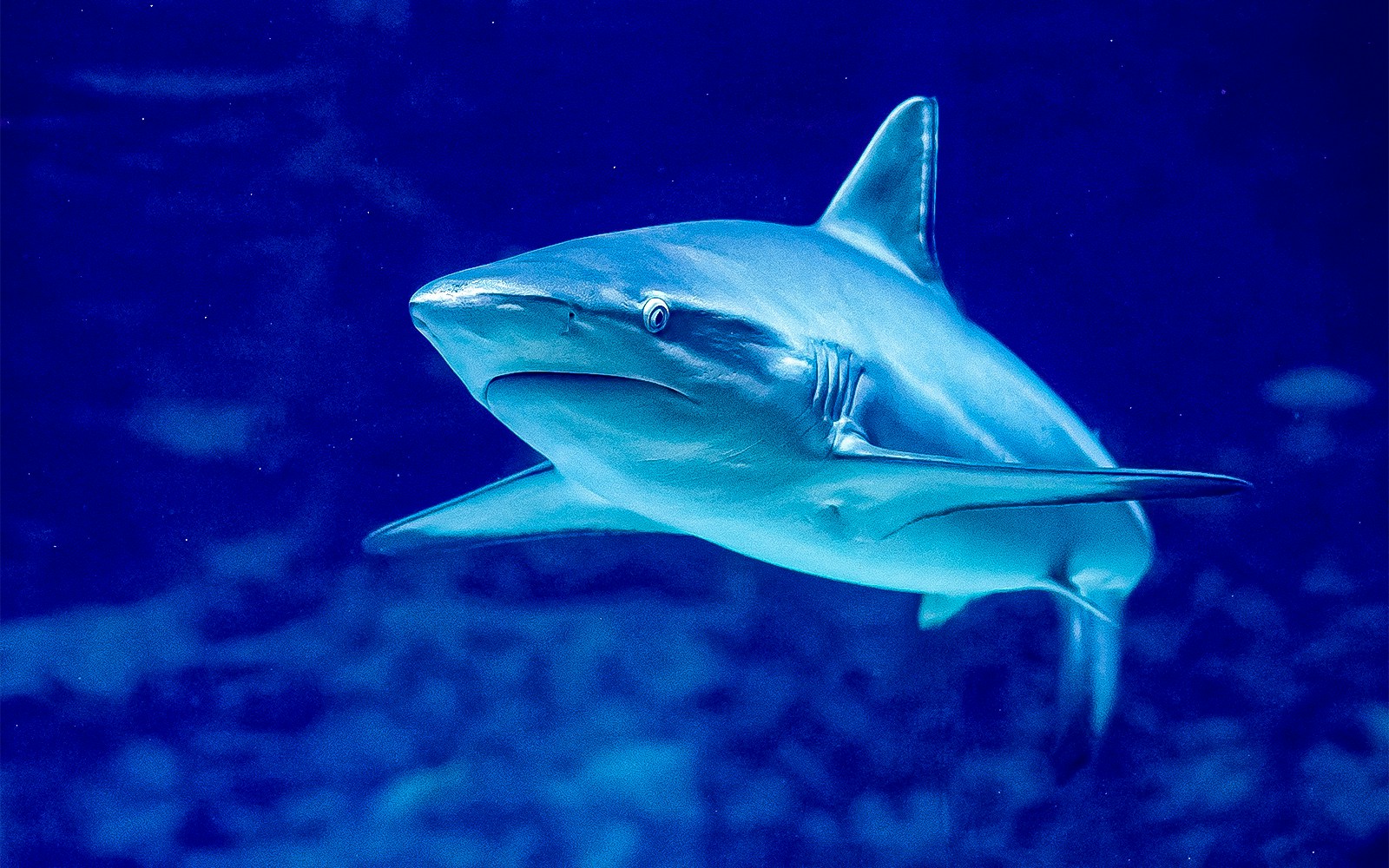 Lost Chambers Aquarium