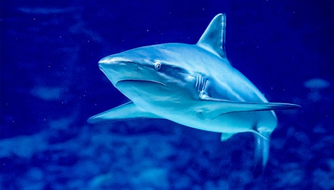 Oceanografic Valencia- Shark Tunnel
