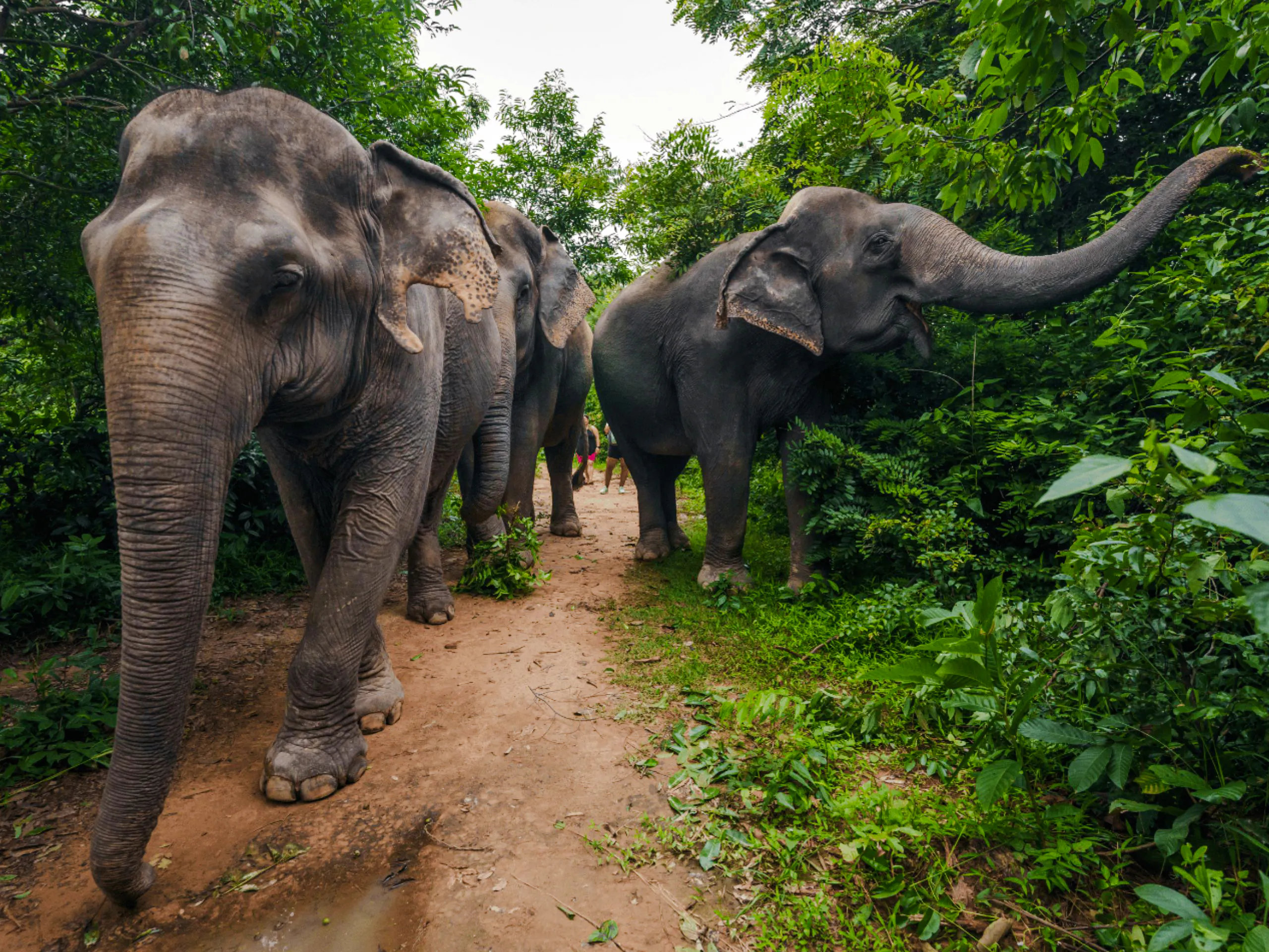 {
  "experiencename": "from siem reap: kulen mountain waterfall & kulen elephant forest tour with picnic lunch"
}-2