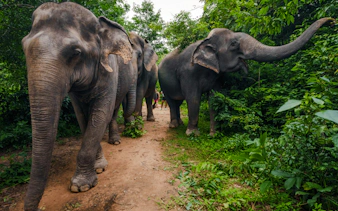 {
"experiencename": "from siem reap: kulen mountain waterfall & kulen elephant forest tour with picnic lunch"
}-2