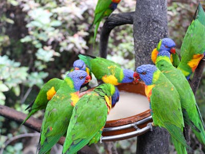 loro parque