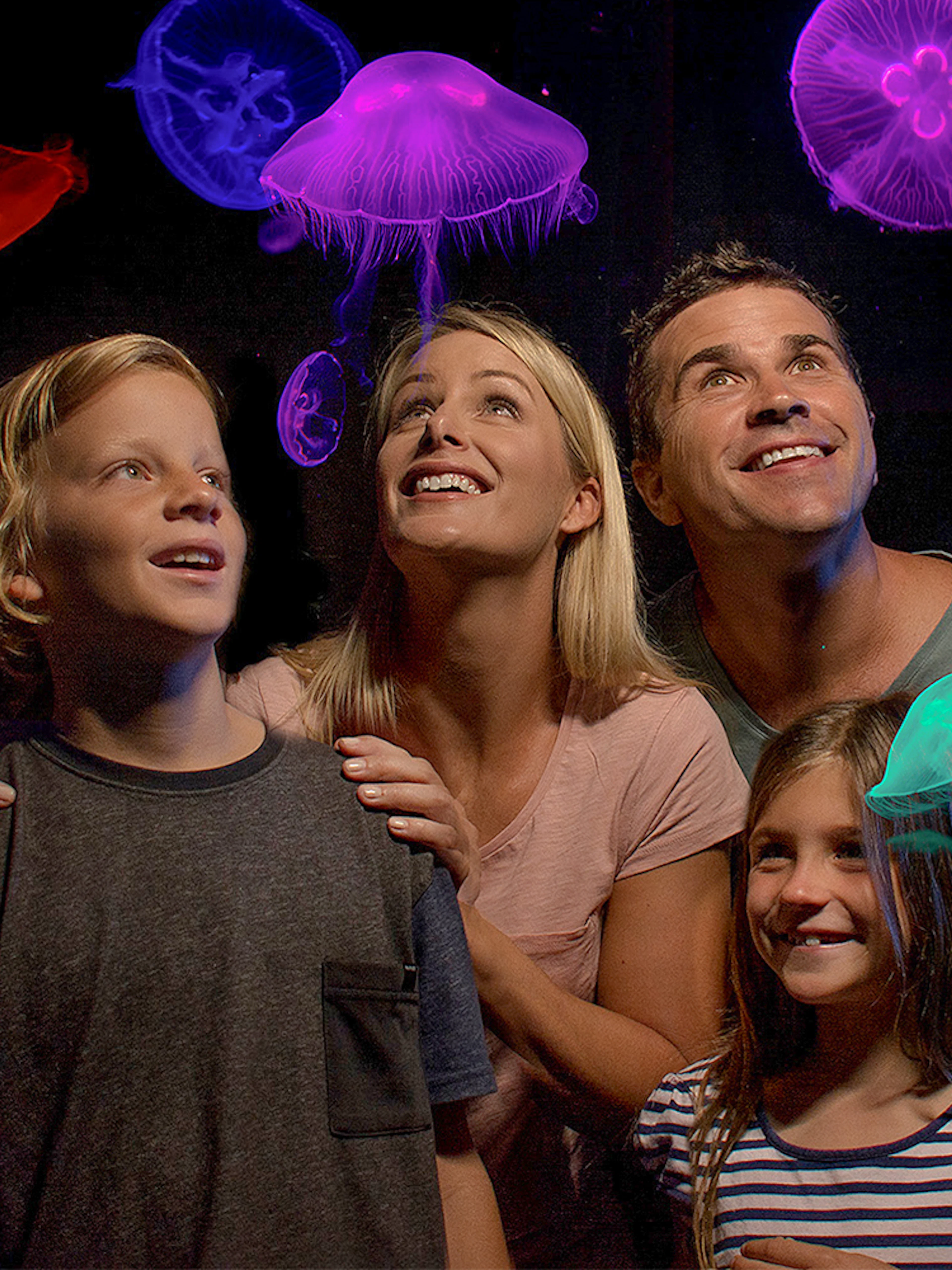 Family observing colorful jellyfish at Jellyfish Kingdom, Sea Life Sunshine Coast.