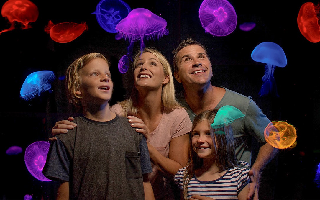 Family observing colorful jellyfish at Jellyfish Kingdom, Sea Life Sunshine Coast.