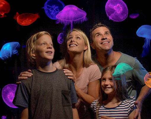 Jellyfish Kingdom