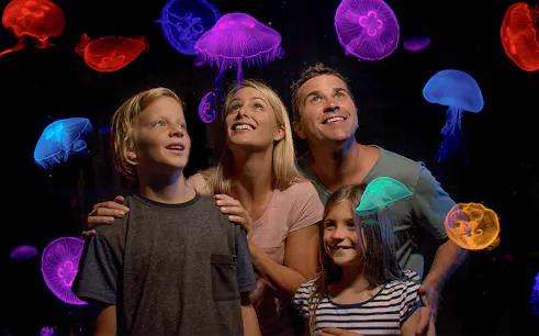 Family observing colorful jellyfish at Jellyfish Kingdom, Sea Life Sunshine Coast.