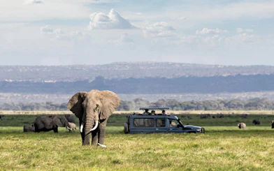 Elephant near safari vehicle on African grassland.