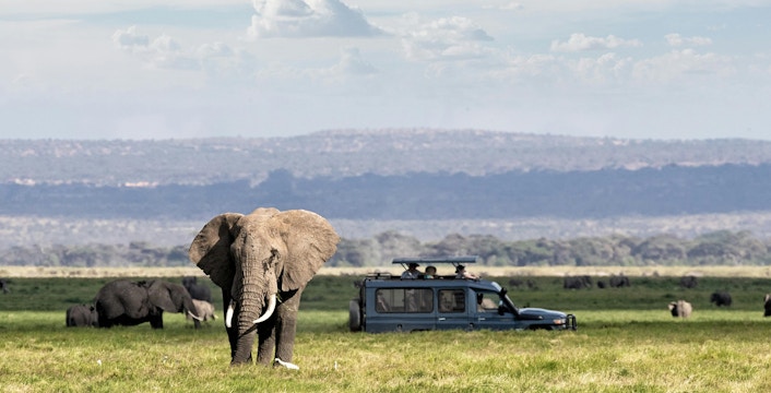 Elephant near safari vehicle on African grassland.