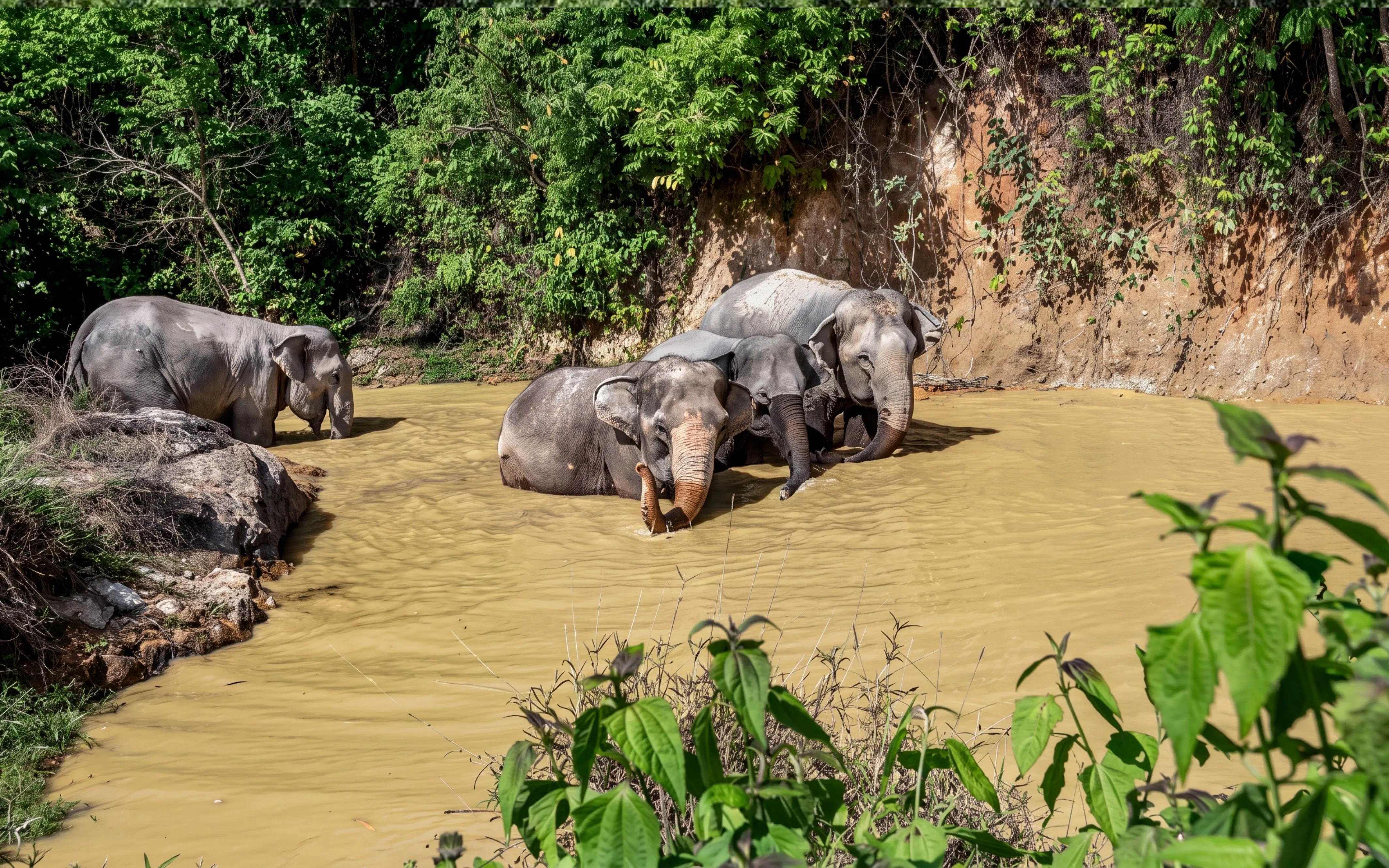 Elephants bathing in a muddy pond at Phuket's Ethical Elephant Nature Park.