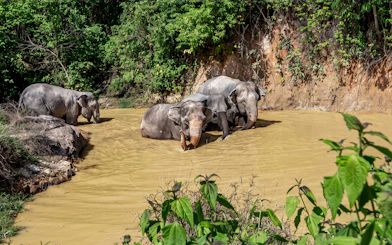 Elephants bathing in a muddy pond at Phuket's Ethical Elephant Nature Park.