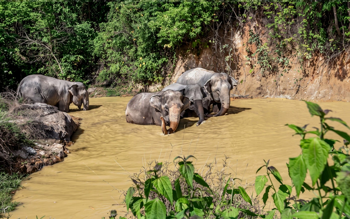 Elephants bathing in a muddy pond at Phuket's Ethical Elephant Nature Park.