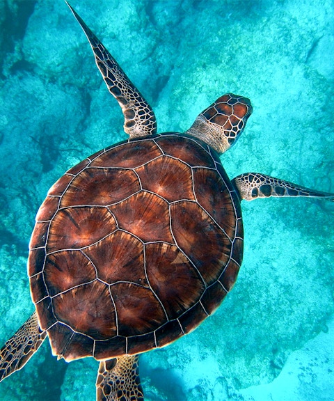 Sea turtle swimming over coral reef at Moreton Island.