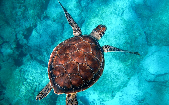 Sea turtle swimming over coral reef at Moreton Island.