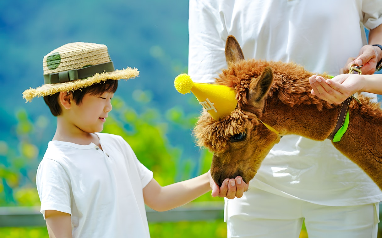 Boy feeding an alpaca wearing a party hat on Alpaca Island.