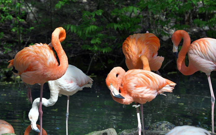 Flamingos standing by water at Hellabrunn Zoo.