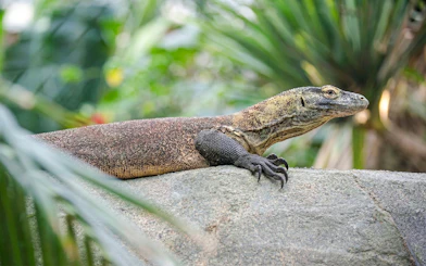 Komodo dragon on a rock at Zooparc de Beauval, Loire Valley, France.