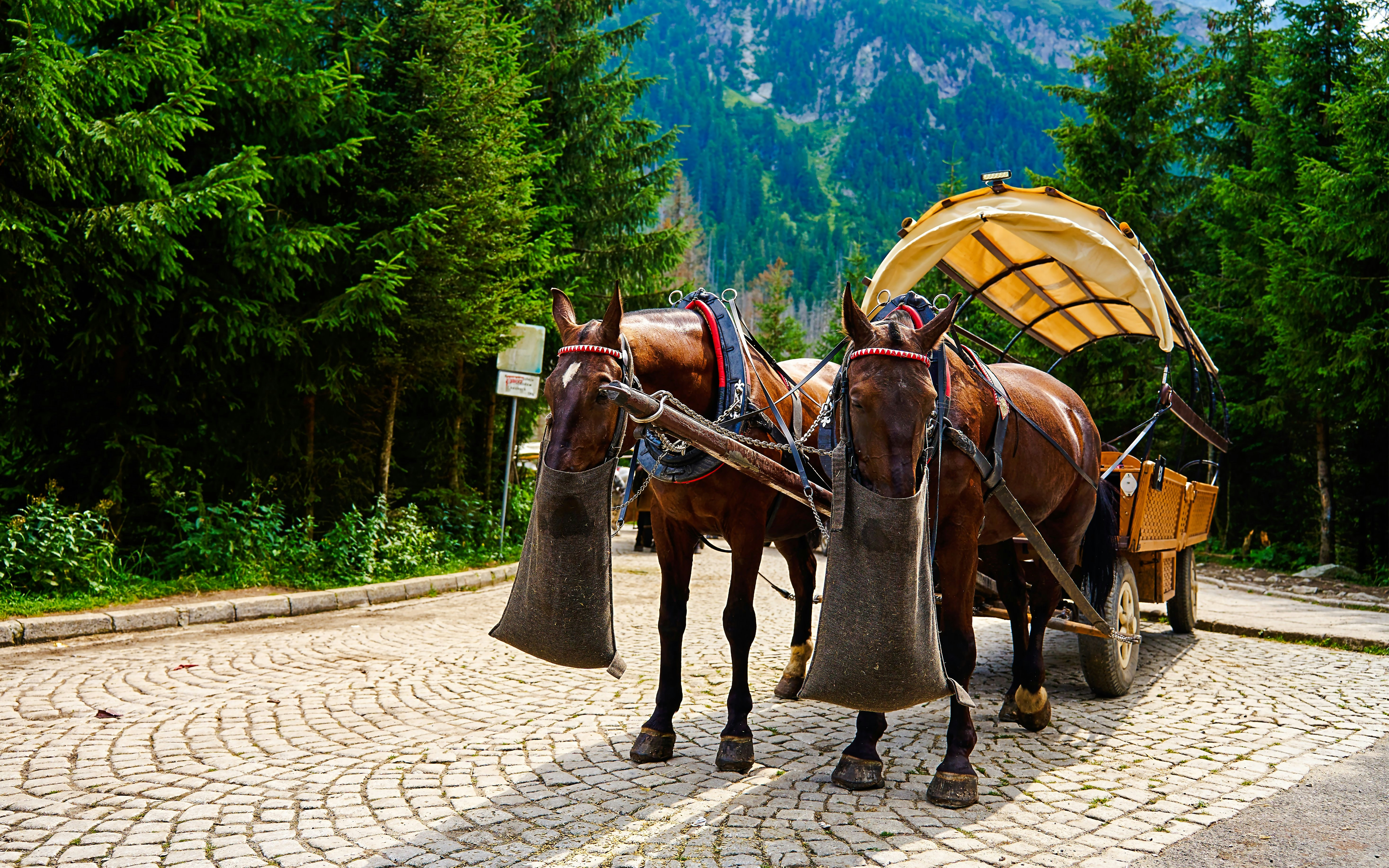 Horse-drawn cart on cobblestone path, Morskie Oko, Poland.