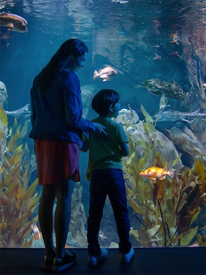 Visitors observing marine life at the Aquarium of the Pacific, Los Angeles.